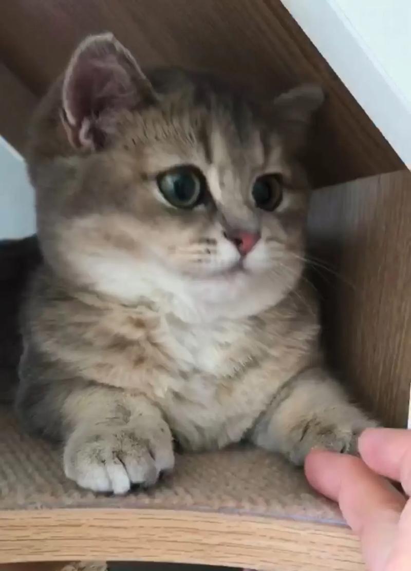 小胖猫咪出装攻略（最新版出装方案及技巧详解）(小胖猫咪出装攻略)